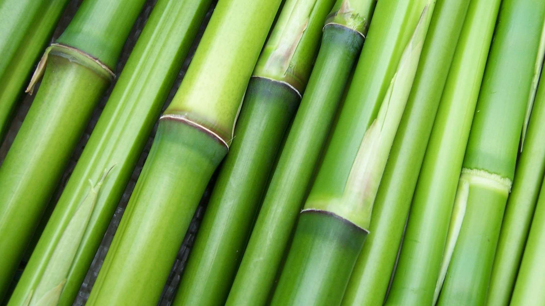 Is Bamboo Sustainable?