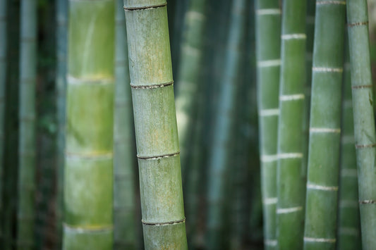 Bamboo Fabric: An Eco-Friendly and Versatile Textile Option