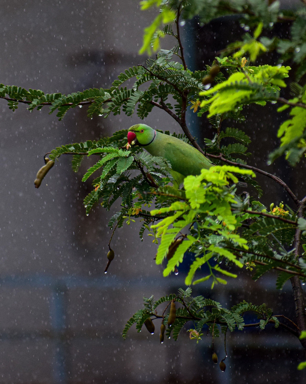 Sawan: Why India's Sacred Monsoon Month Is More Than Just a Festival Season